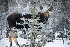 Young Bull Moose-Brenda Petrella Photography LLC-Giclee Print