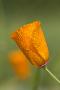 Laminate