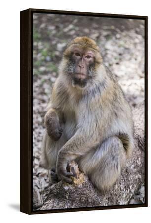 Morocco. An adult macaque monkey in the cedar forests of the