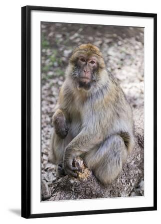 Morocco. An adult macaque monkey in the cedar forests of the Atlas