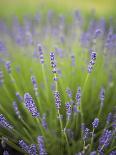 Lavender Bunches Rest on an Old Farm Pickup Truck, Washington, USA-Brent Bergherm-Photographic Print