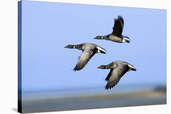 Brent Geese (Branta Bernicla) Flying, Hallig Hooge, Germany, April 2009-Novák-Stretched Canvas