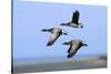 Brent Geese (Branta Bernicla) Flying, Hallig Hooge, Germany, April 2009-Novák-Stretched Canvas