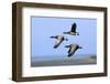 Brent Geese (Branta Bernicla) Flying, Hallig Hooge, Germany, April 2009-Novák-Framed Photographic Print