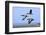 Brent Geese (Branta Bernicla) Flying, Hallig Hooge, Germany, April 2009-Novák-Framed Photographic Print