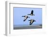 Brent Geese (Branta Bernicla) Flying, Hallig Hooge, Germany, April 2009-Novák-Framed Photographic Print