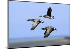 Brent Geese (Branta Bernicla) Flying, Hallig Hooge, Germany, April 2009-Novák-Mounted Photographic Print