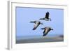 Brent Geese (Branta Bernicla) Flying, Hallig Hooge, Germany, April 2009-Novák-Framed Photographic Print