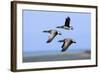 Brent Geese (Branta Bernicla) Flying, Hallig Hooge, Germany, April 2009-Novák-Framed Photographic Print