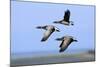 Brent Geese (Branta Bernicla) Flying, Hallig Hooge, Germany, April 2009-Novák-Mounted Photographic Print