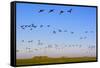 Brent Geese (Branta Bernicla) in Flight, Hallig Hooge, Germany, April 2009-Novák-Framed Stretched Canvas