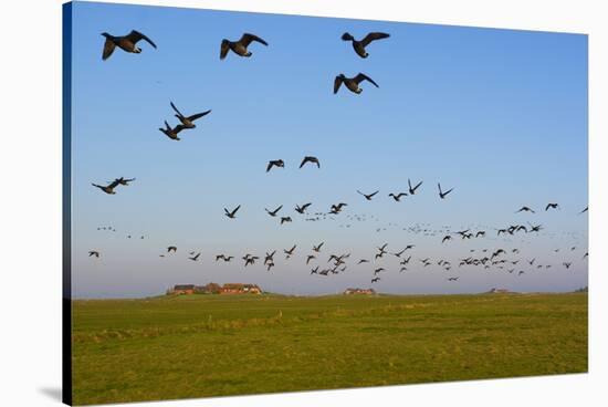 Brent Geese (Branta Bernicla) in Flight, Hallig Hooge, Germany, April 2009-Novák-Stretched Canvas