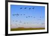 Brent Geese (Branta Bernicla) in Flight, Hallig Hooge, Germany, April 2009-Novák-Framed Photographic Print