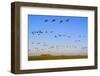 Brent Geese (Branta Bernicla) in Flight, Hallig Hooge, Germany, April 2009-Novák-Framed Photographic Print