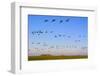 Brent Geese (Branta Bernicla) in Flight, Hallig Hooge, Germany, April 2009-Novák-Framed Photographic Print