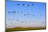 Brent Geese (Branta Bernicla) in Flight, Hallig Hooge, Germany, April 2009-Novák-Mounted Photographic Print