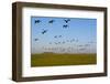 Brent Geese (Branta Bernicla) in Flight, Hallig Hooge, Germany, April 2009-Novák-Framed Photographic Print