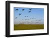 Brent Geese (Branta Bernicla) in Flight, Hallig Hooge, Germany, April 2009-Novák-Framed Photographic Print