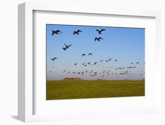 Brent Geese (Branta Bernicla) in Flight, Hallig Hooge, Germany, April 2009-Novák-Framed Photographic Print