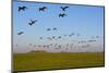 Brent Geese (Branta Bernicla) in Flight, Hallig Hooge, Germany, April 2009-Novák-Mounted Photographic Print