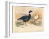 Brent Goose (Branta bernicla), Lesser Snow Goose (Chen hyperboreus), 1900, (1900)-Charles Whymper-Framed Giclee Print