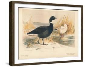Brent Goose (Branta bernicla), Lesser Snow Goose (Chen hyperboreus), 1900, (1900)-Charles Whymper-Framed Giclee Print