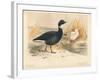 Brent Goose (Branta bernicla), Lesser Snow Goose (Chen hyperboreus), 1900, (1900)-Charles Whymper-Framed Giclee Print