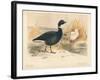 Brent Goose (Branta bernicla), Lesser Snow Goose (Chen hyperboreus), 1900, (1900)-Charles Whymper-Framed Giclee Print