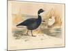 Brent Goose (Branta bernicla), Lesser Snow Goose (Chen hyperboreus), 1900, (1900)-Charles Whymper-Mounted Giclee Print