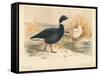 Brent Goose (Branta bernicla), Lesser Snow Goose (Chen hyperboreus), 1900, (1900)-Charles Whymper-Framed Stretched Canvas