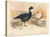 Brent Goose (Branta bernicla), Lesser Snow Goose (Chen hyperboreus), 1900, (1900)-Charles Whymper-Stretched Canvas