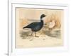 Brent Goose (Branta bernicla), Lesser Snow Goose (Chen hyperboreus), 1900, (1900)-Charles Whymper-Framed Giclee Print