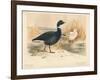 Brent Goose (Branta bernicla), Lesser Snow Goose (Chen hyperboreus), 1900, (1900)-Charles Whymper-Framed Giclee Print