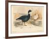 Brent Goose (Branta bernicla), Lesser Snow Goose (Chen hyperboreus), 1900, (1900)-Charles Whymper-Framed Giclee Print