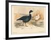 Brent Goose (Branta bernicla), Lesser Snow Goose (Chen hyperboreus), 1900, (1900)-Charles Whymper-Framed Giclee Print