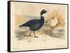 Brent Goose (Branta bernicla), Lesser Snow Goose (Chen hyperboreus), 1900, (1900)-Charles Whymper-Framed Stretched Canvas