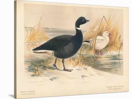 Brent Goose (Branta bernicla), Lesser Snow Goose (Chen hyperboreus), 1900, (1900)-Charles Whymper-Stretched Canvas