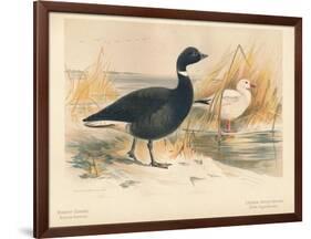 Brent Goose (Branta bernicla), Lesser Snow Goose (Chen hyperboreus), 1900, (1900)-Charles Whymper-Framed Giclee Print