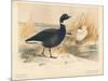 Brent Goose (Branta bernicla), Lesser Snow Goose (Chen hyperboreus), 1900, (1900)-Charles Whymper-Mounted Giclee Print