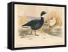 Brent Goose (Branta bernicla), Lesser Snow Goose (Chen hyperboreus), 1900, (1900)-Charles Whymper-Framed Stretched Canvas