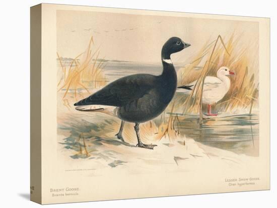 Brent Goose (Branta bernicla), Lesser Snow Goose (Chen hyperboreus), 1900, (1900)-Charles Whymper-Stretched Canvas