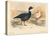 Brent Goose (Branta bernicla), Lesser Snow Goose (Chen hyperboreus), 1900, (1900)-Charles Whymper-Stretched Canvas