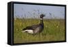 Brent Goose (Branta Bernicla) Standing in Field with Yellow Flowers, Texel, Netherlands, May 2009-Peltomäki-Framed Stretched Canvas