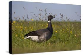 Brent Goose (Branta Bernicla) Standing in Field with Yellow Flowers, Texel, Netherlands, May 2009-Peltomäki-Stretched Canvas