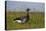 Brent Goose (Branta Bernicla) Standing in Field with Yellow Flowers, Texel, Netherlands, May 2009-Peltomäki-Stretched Canvas