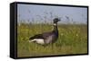 Brent Goose (Branta Bernicla) Standing in Field with Yellow Flowers, Texel, Netherlands, May 2009-Peltomäki-Framed Stretched Canvas