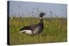 Brent Goose (Branta Bernicla) Standing in Field with Yellow Flowers, Texel, Netherlands, May 2009-Peltomäki-Stretched Canvas