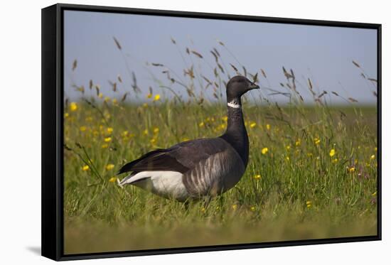 Brent Goose (Branta Bernicla) Standing in Field with Yellow Flowers, Texel, Netherlands, May 2009-Peltomäki-Framed Stretched Canvas