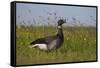 Brent Goose (Branta Bernicla) Standing in Field with Yellow Flowers, Texel, Netherlands, May 2009-Peltomäki-Framed Stretched Canvas