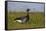 Brent Goose (Branta Bernicla) Standing in Field with Yellow Flowers, Texel, Netherlands, May 2009-Peltomäki-Framed Stretched Canvas